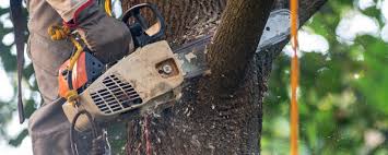 Best Storm Damage Tree Cleanup  in Belleville, WI