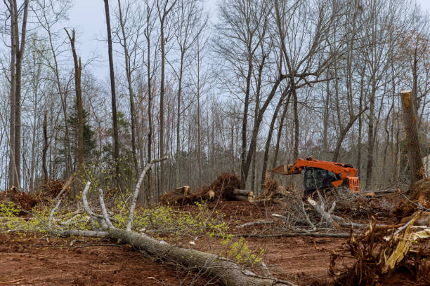 Best Hazardous Tree Removal  in Belleville, WI